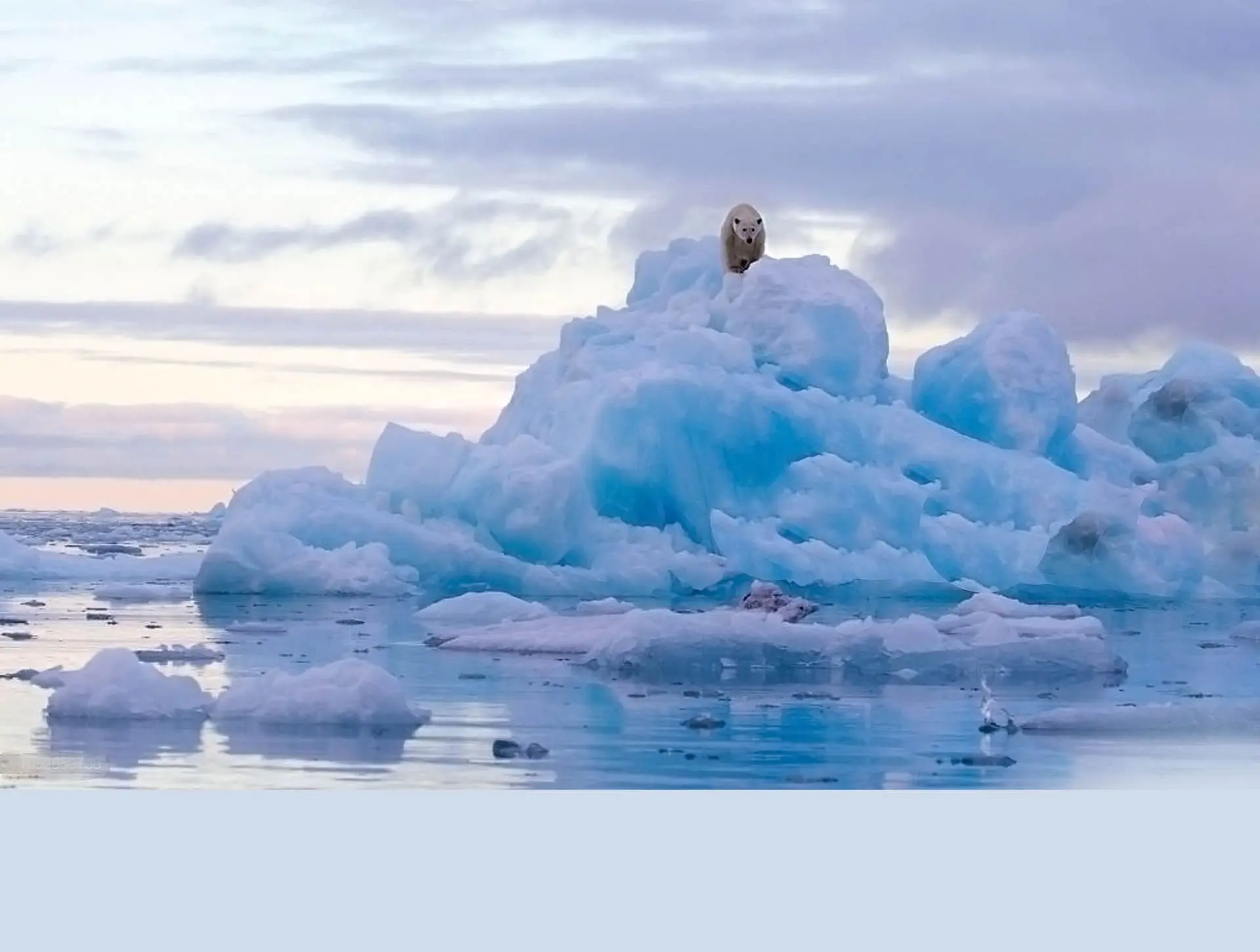 Home Protecting Our World The Aileen Getty Foundation