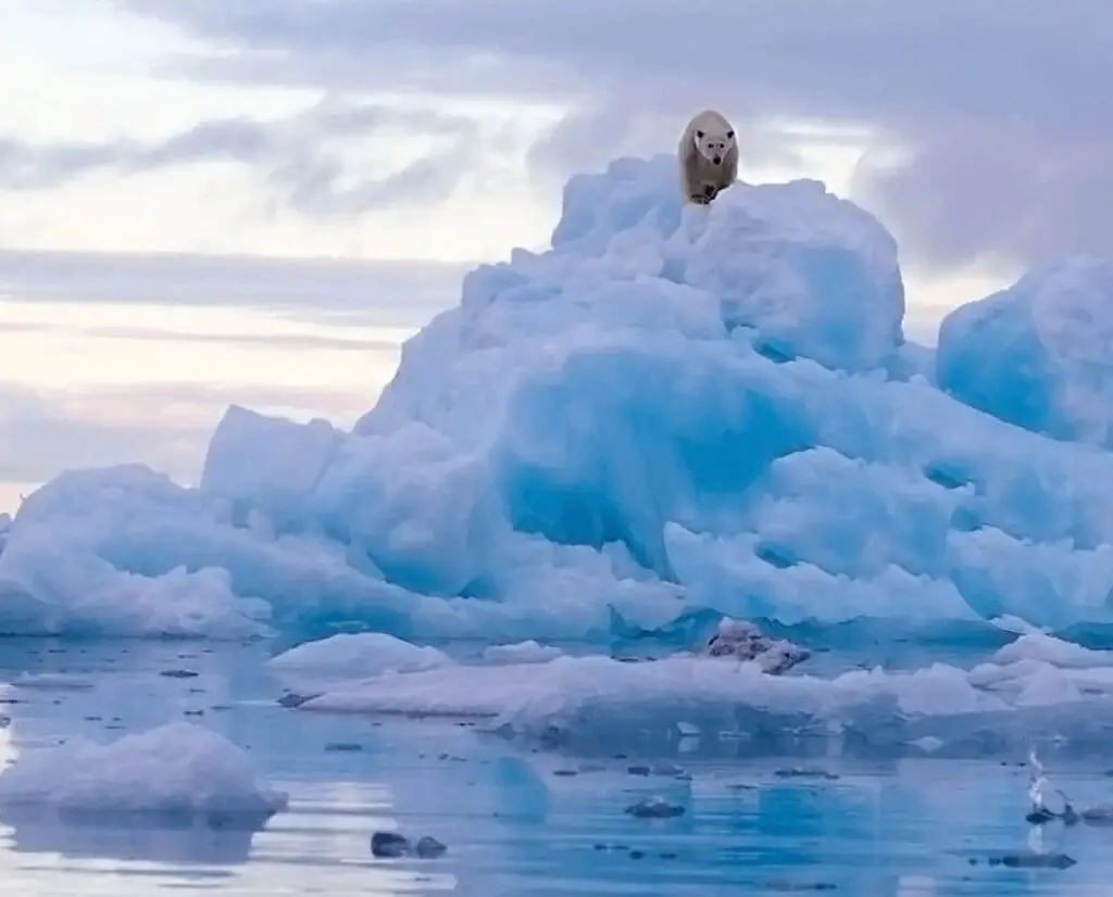 Home Protecting Our World The Aileen Getty Foundation