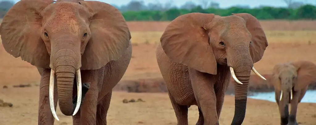 Two elephants walking in the dirt near a forest.
