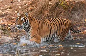 A tiger is walking through the water.