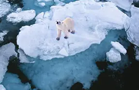 A polar bear walking across ice floes in the ocean.