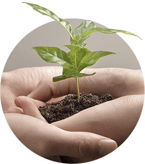 A person holding dirt and a plant in their hands.