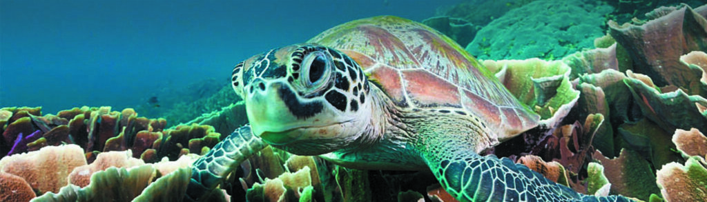 Sea turtle swimming over coral reef.