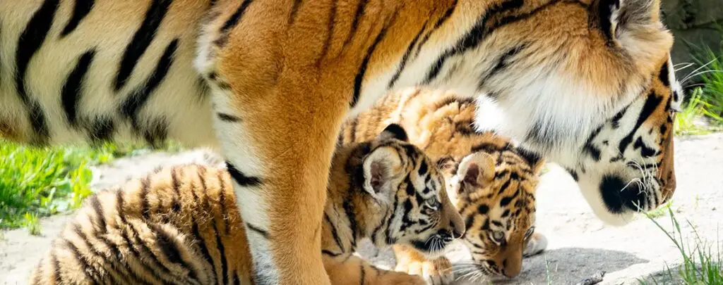 Tiger mother and cubs in grass.
